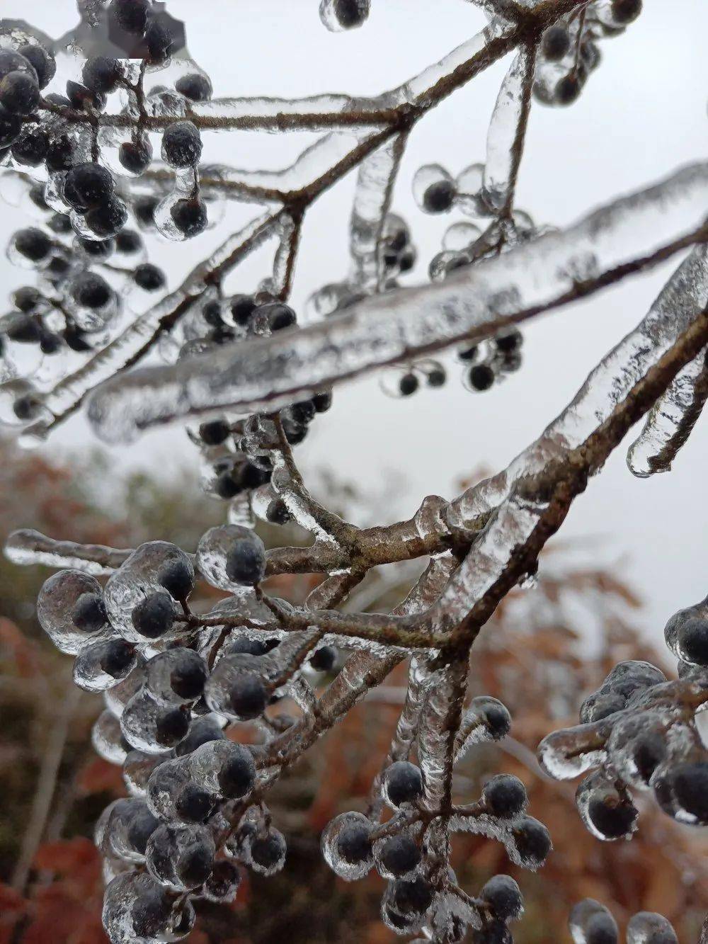 雨凇雾凇频现白天气温何时重回10以上
