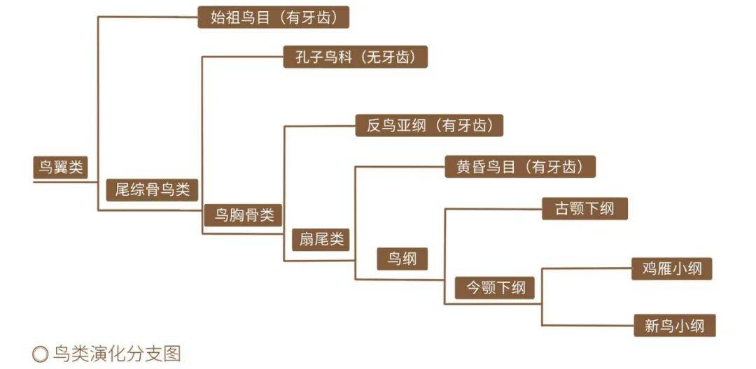 有牙齿到没牙齿,鸟类演化历程中是如何把牙齿搞丢的?