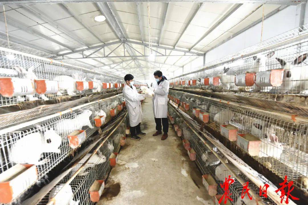 养殖专业合作社肉食兔养殖扶贫基地,工作人员在检查兔子的健康情况