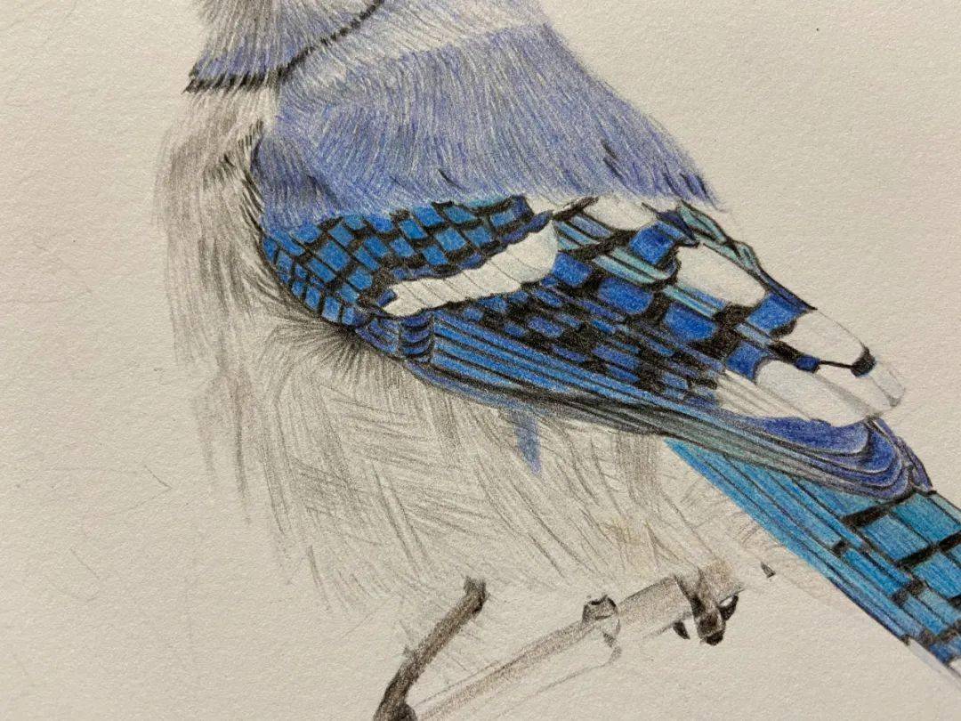 彩铅画图文教程枫叶蓝鸟