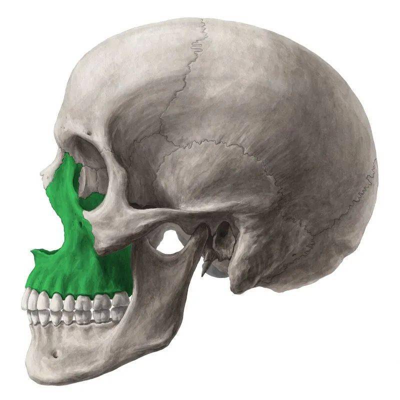 博骨通筋颅骨的解剖Ⅰ