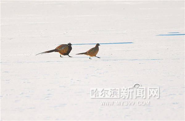 雪地野鸡图片图片