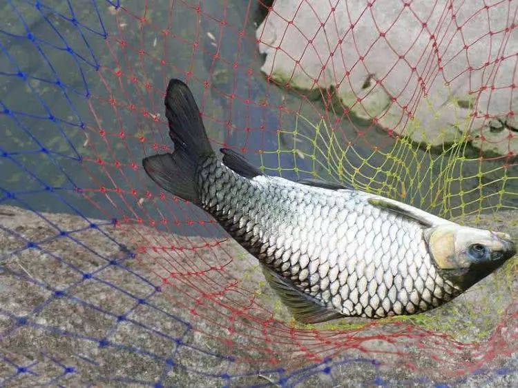 这鱼叫清波野生力道大把线拉得呼呼响