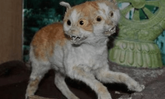 两条腿的牛两个头的猫两条尾巴的鹿这些畸形动物都见过吗
