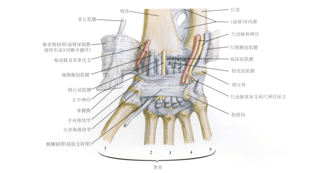 连接尺桡骨远端,起自尺骨,止于桡骨桡尺掌侧韧带/桡尺背侧韧带:为关节