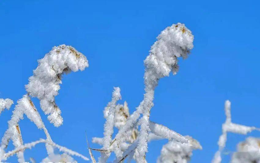 冰雪精灵——雾凇图片