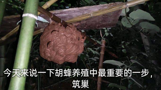 胡蜂养殖谁的技术第一 胡蜂养殖技术难点和应用前景