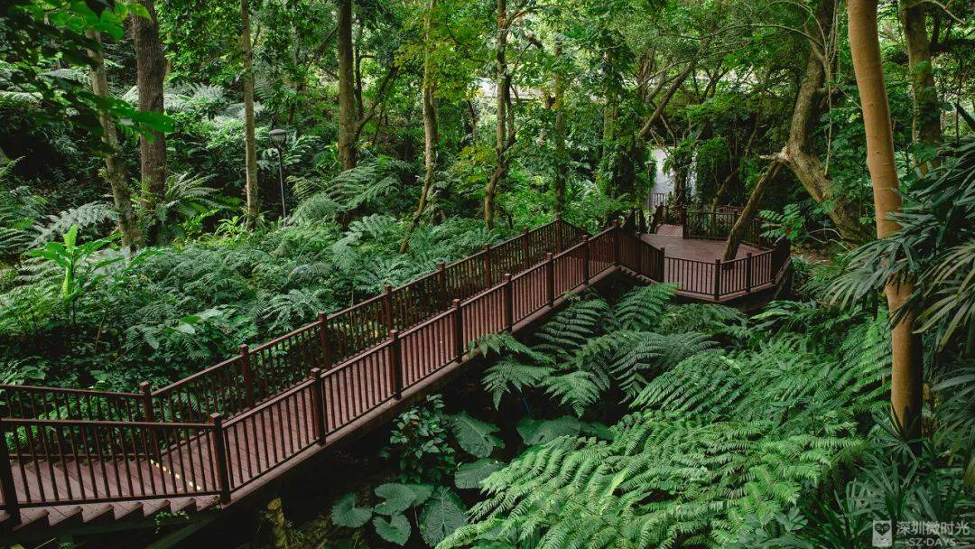 深圳最新开放的绝美景点,幽谷密林如临仙境!