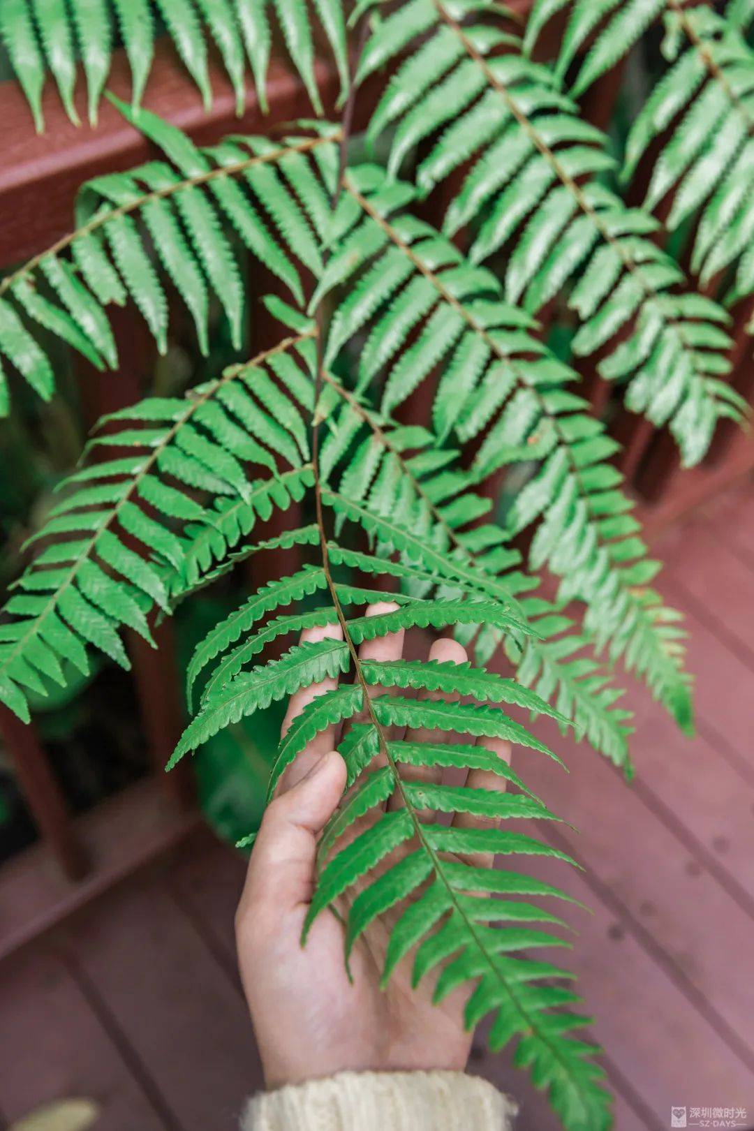 知蕨馆-蕨类中心内设有"知蕨馆",这是一处集教育性和趣味性为一痰的