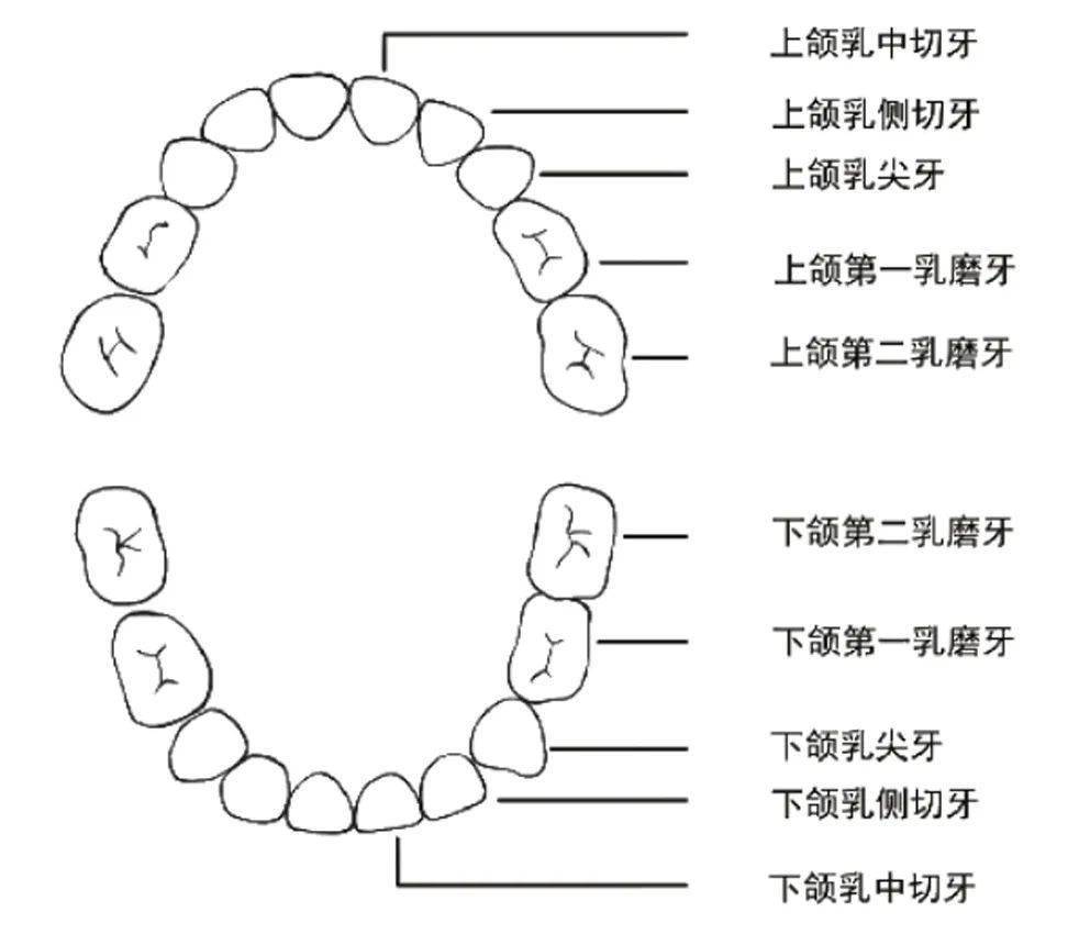 乳牙标记法ABCD图片