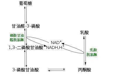 糖酵解是碳水化合物分解产生atp的过程,包括肌肉内储存的糖原或者血液