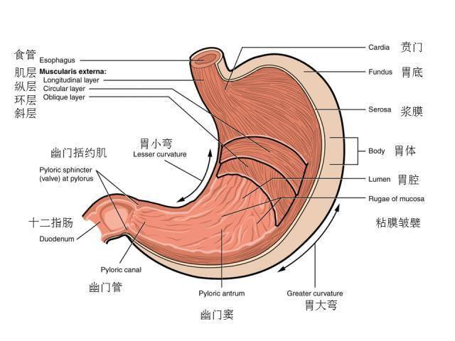胃的内部结构示意图图片