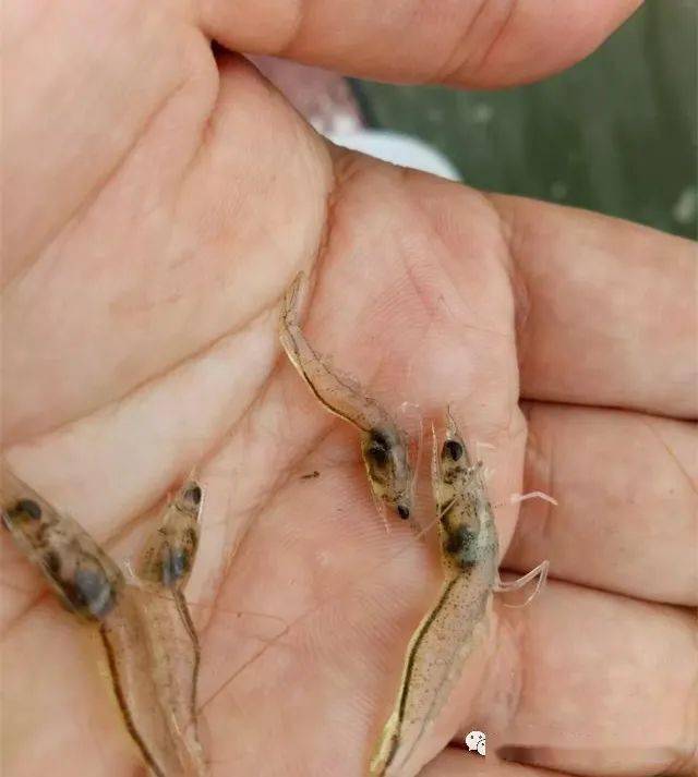 虾吃料正常生长速度很慢有大有小原因是