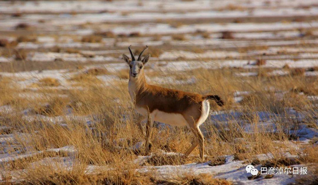 67高清黄羊大片来了