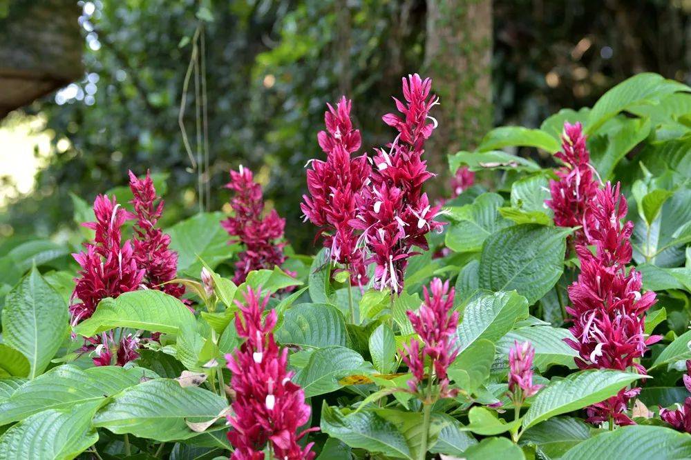冬日版纳爱上热带雨林植物