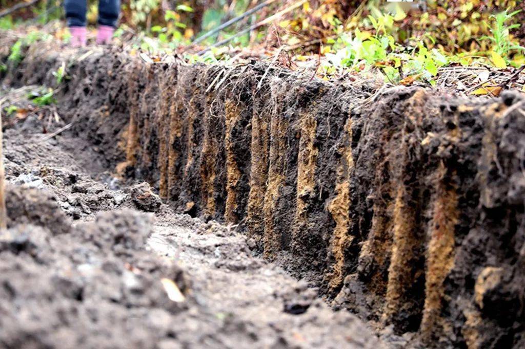据悉,长卿乡山格村全村有四分之一的土地用于种植淮山.