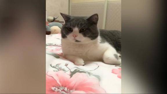 这位歪嘴的猫咪你可不可以不要这么戏精