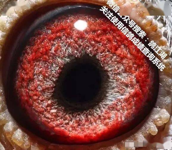 公棚快速鸽的鸽眼都有这几个特征