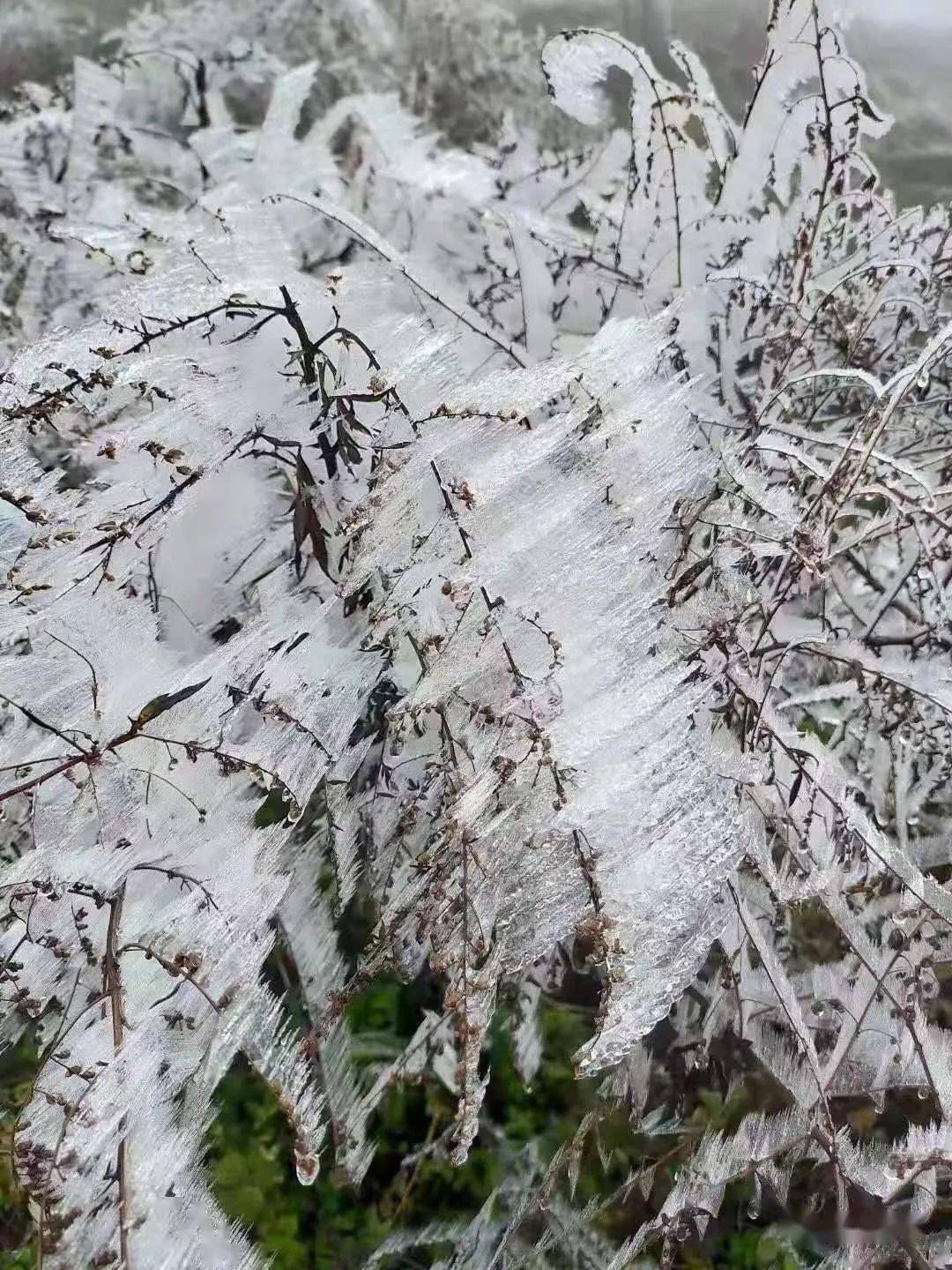 罗平要下雪了这些地方已结冰明天气温更是低至4接下来