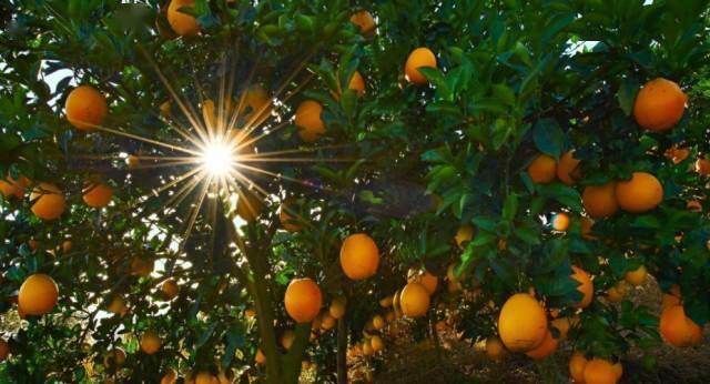 5度橙,不止是有点甜~_橙子