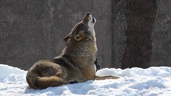 近距离记录下来自狼王的呼叫低沉的声音仰天长啸