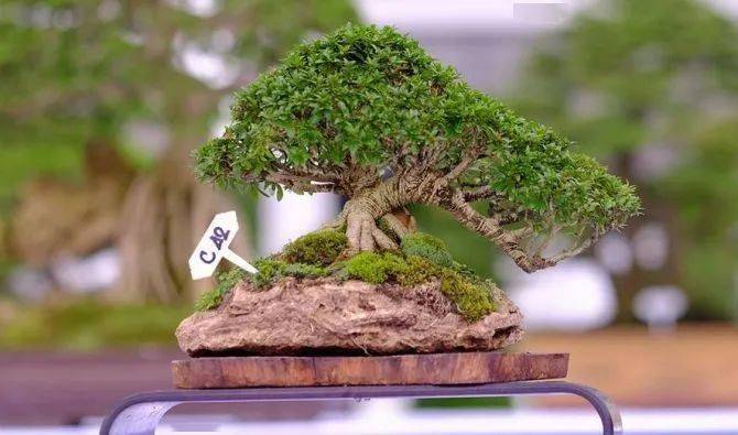 这些越南盆景, "一盆胜比一林春",个个造型精美如画