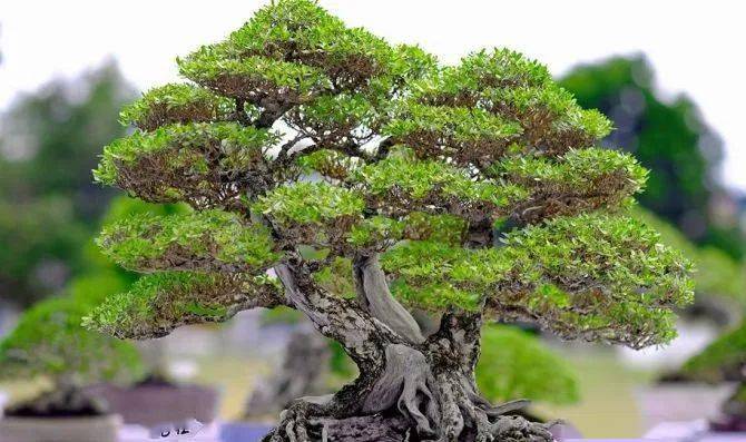 这些越南盆景, "一盆胜比一林春",个个造型精美如画