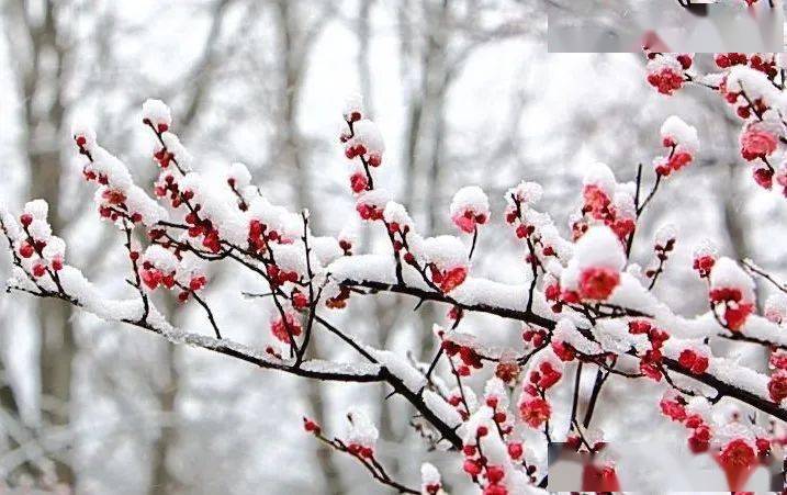 宋〕盧梅坡雪梅(其二)梅須遜雪三分白,雪卻輸梅一段香.