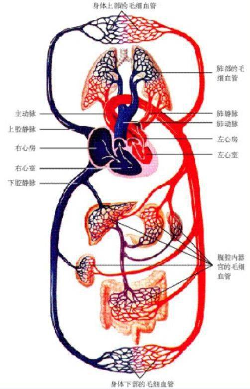 主动脉在哪里图片