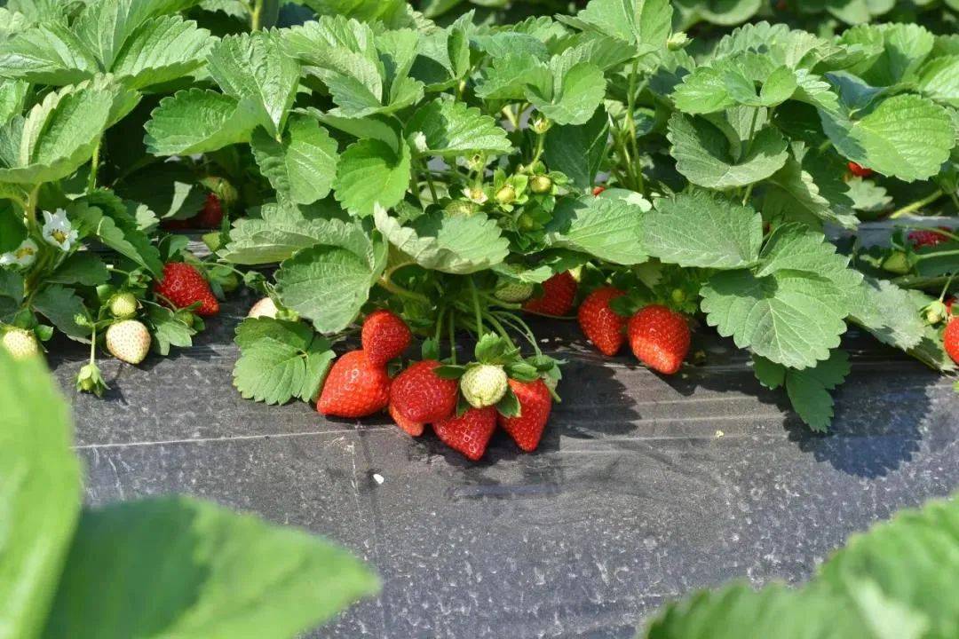佛山大片草莓葡萄开摘啦果肉饱满香甜诱人吃货走起