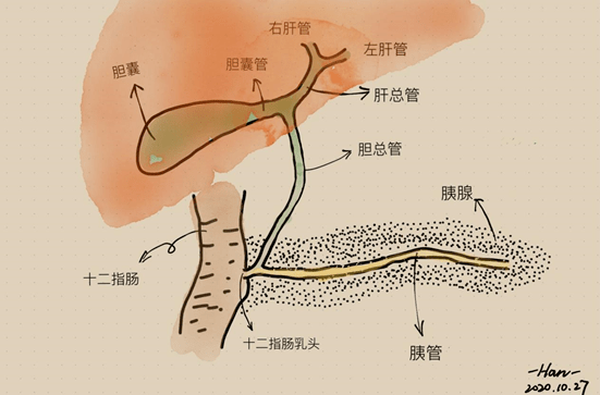 胆管位置图图片