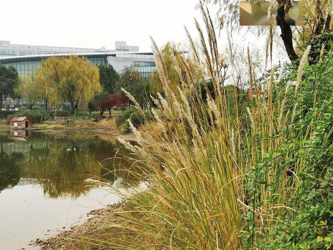 周日下午茶葭月说葭草初升忽冬至