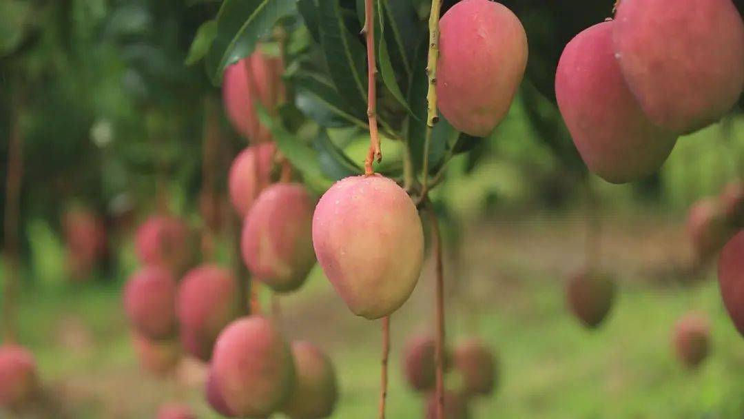 青关注矿山结出金芒果人民日报要闻版点赞丽江华坪绿色发展