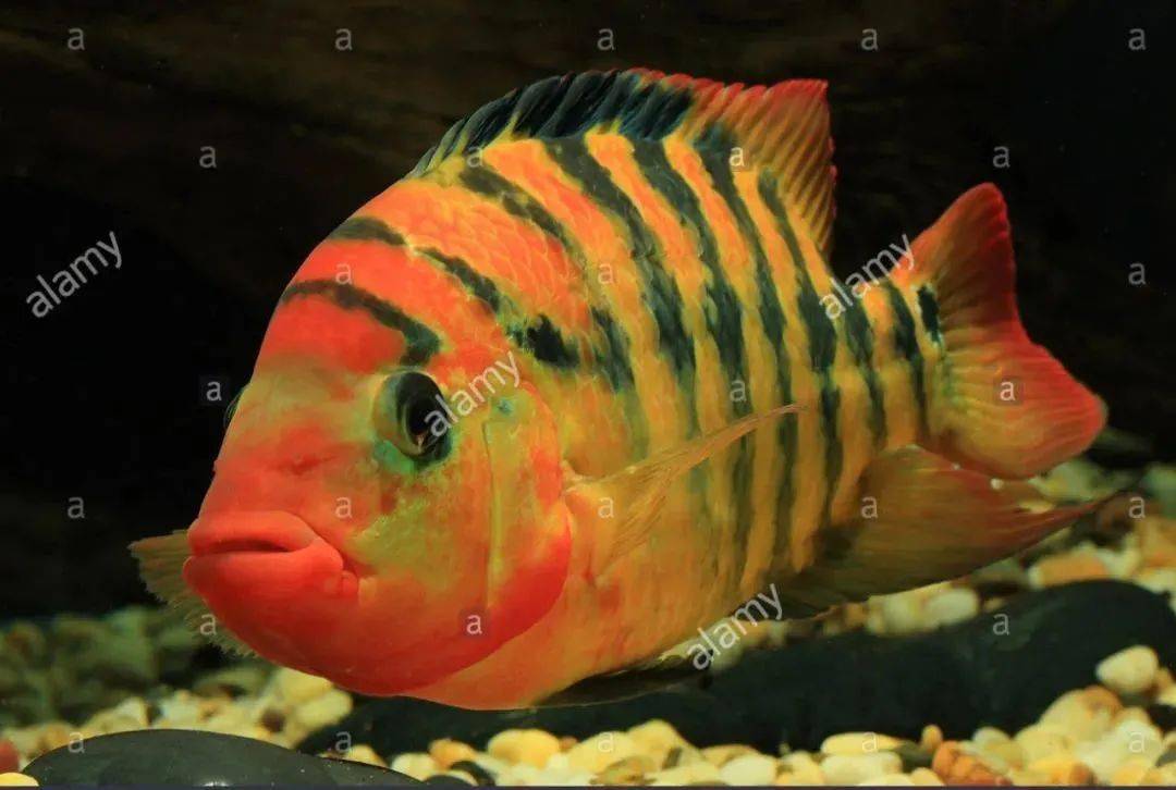南美洲慈鲷(nandopsis umbriferum)中南美洲的河流中的慈鲷鱼大多野性