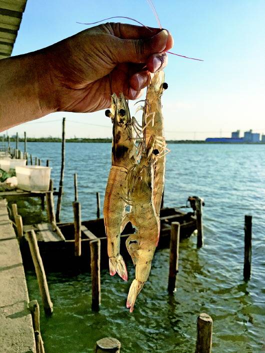 大鳌"一只虾"助力村民养殖致富