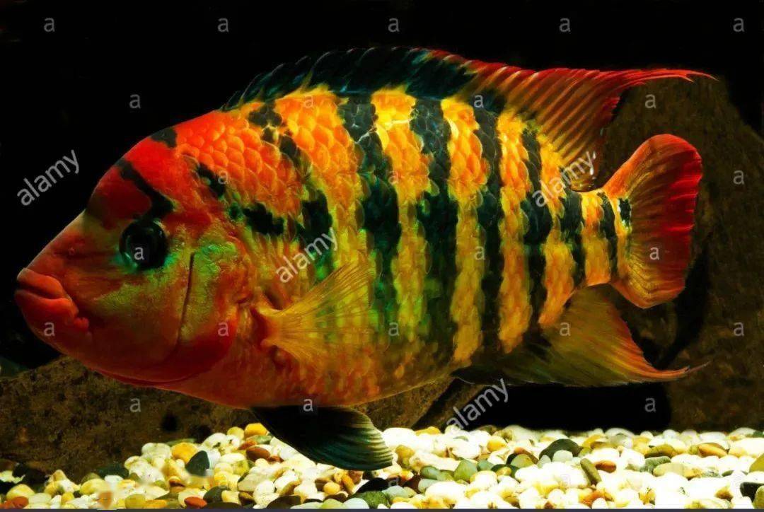 横纹鲷(parapetenia festae)饲养难度:容易栖息地