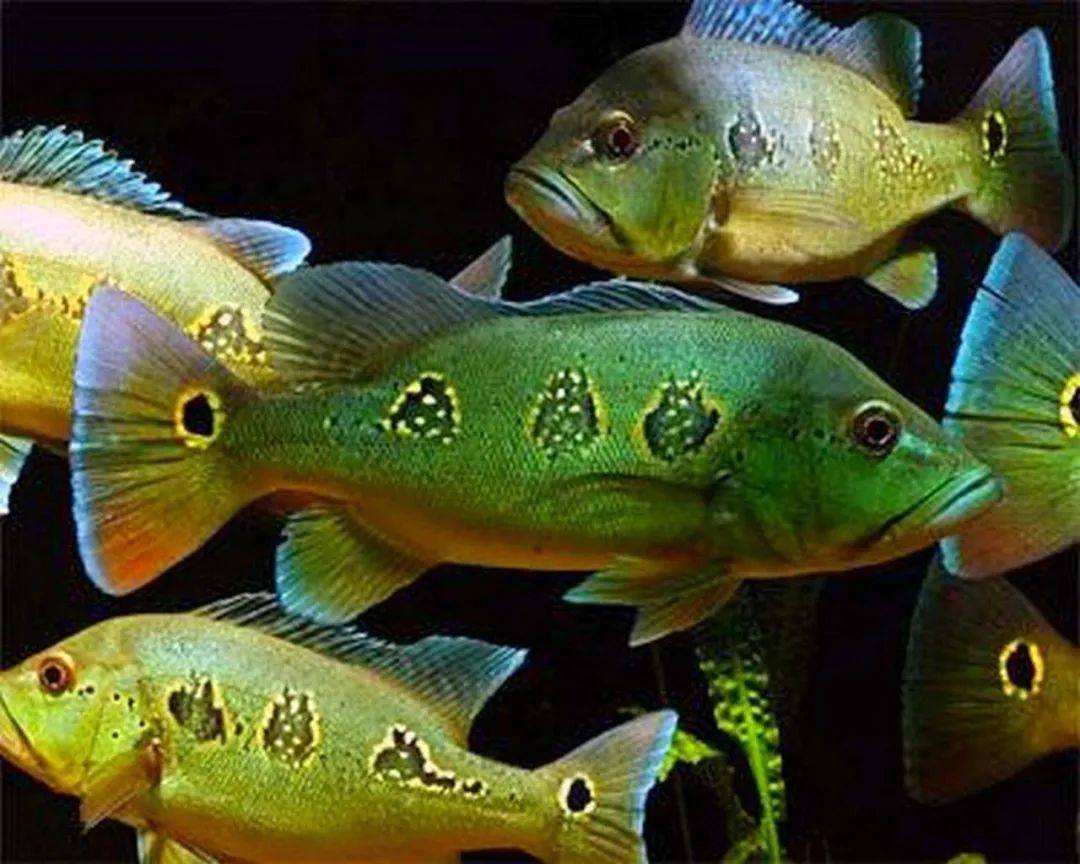 中南美洲慈鲷图鉴合集(central&south american cichlid)