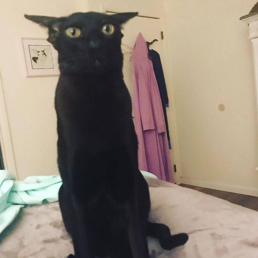 在沙雕路上回不来了~大佐的歪头杀今天的东方短毛猫就分享到这里啦