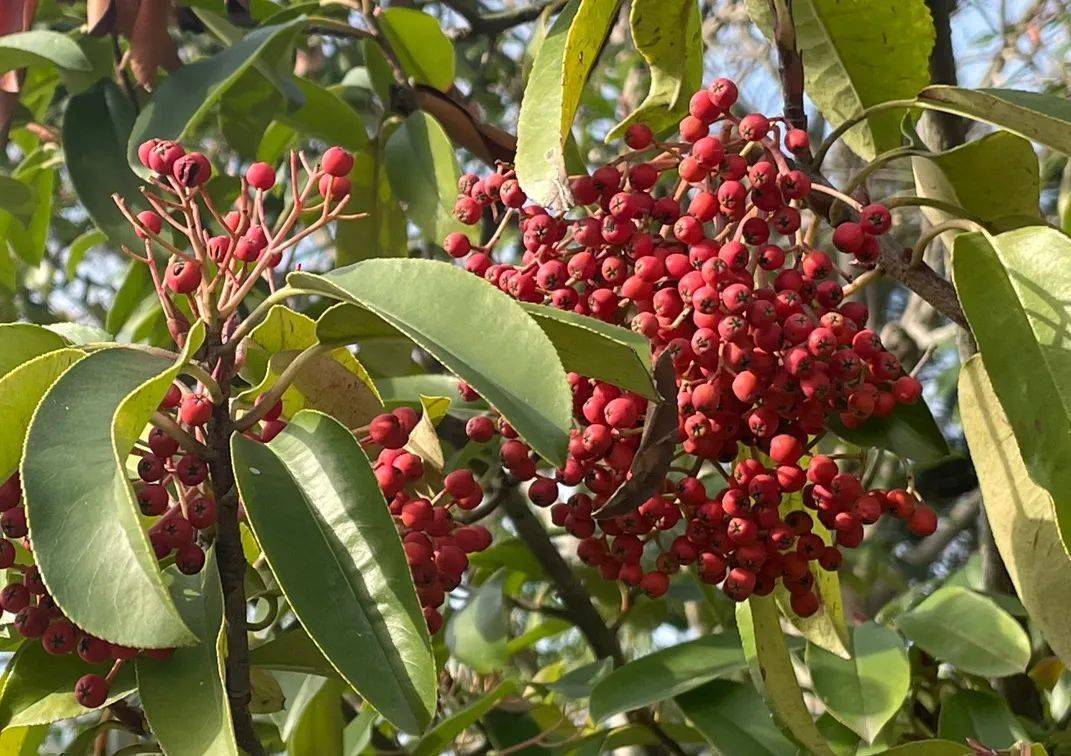 方塔园冬日,硕果累累,色彩斑斓~_果实