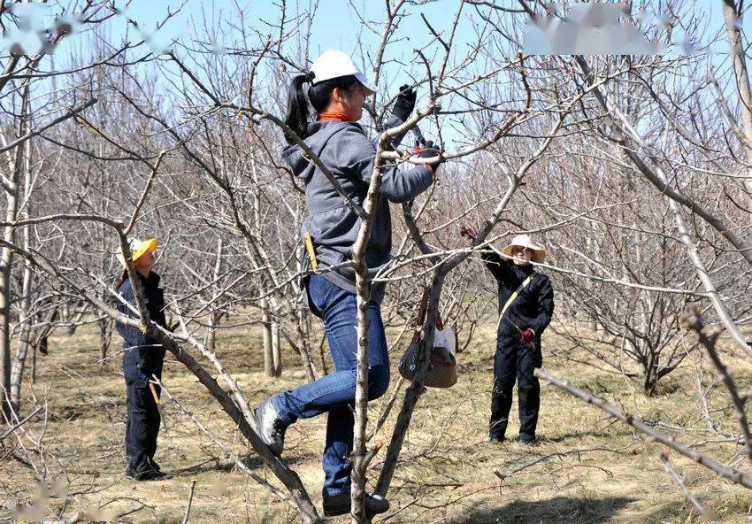 核桃树整形修剪应注意的事项