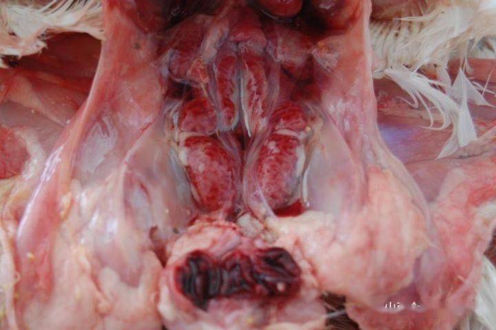 养鸡课堂营养过剩也会引起家禽肾脏肿大