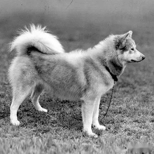两个相似但不同的品种:美国爱斯基摩犬和萨摩耶犬