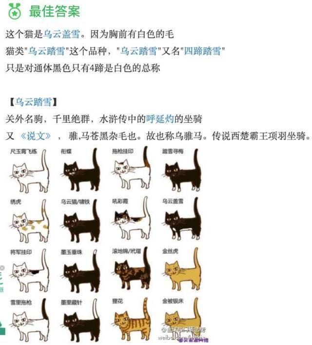 品种猫辨别指南