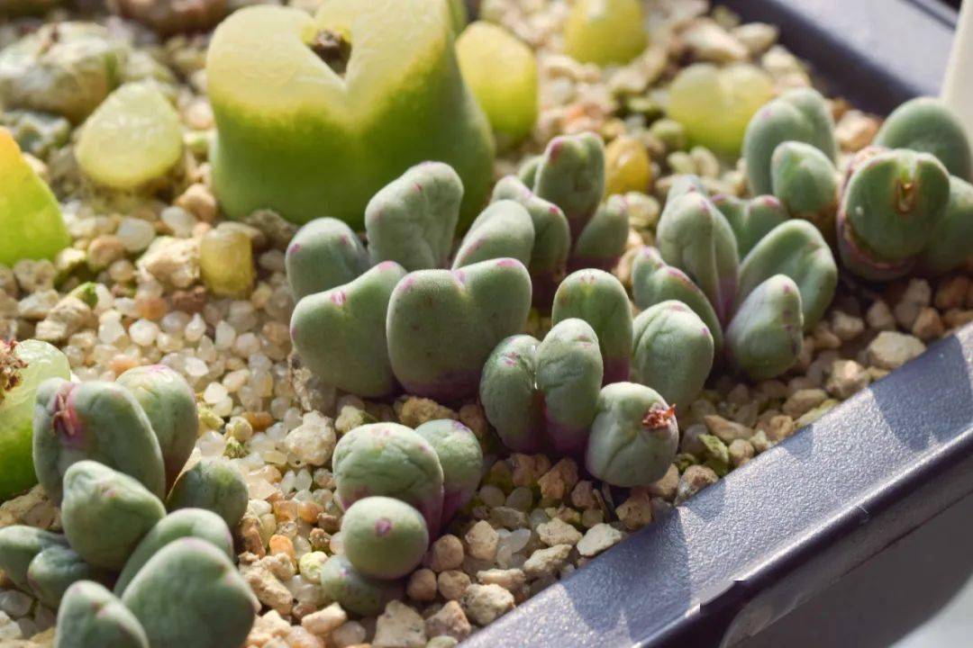 2018-2019 肉锥记录及40条经验总结