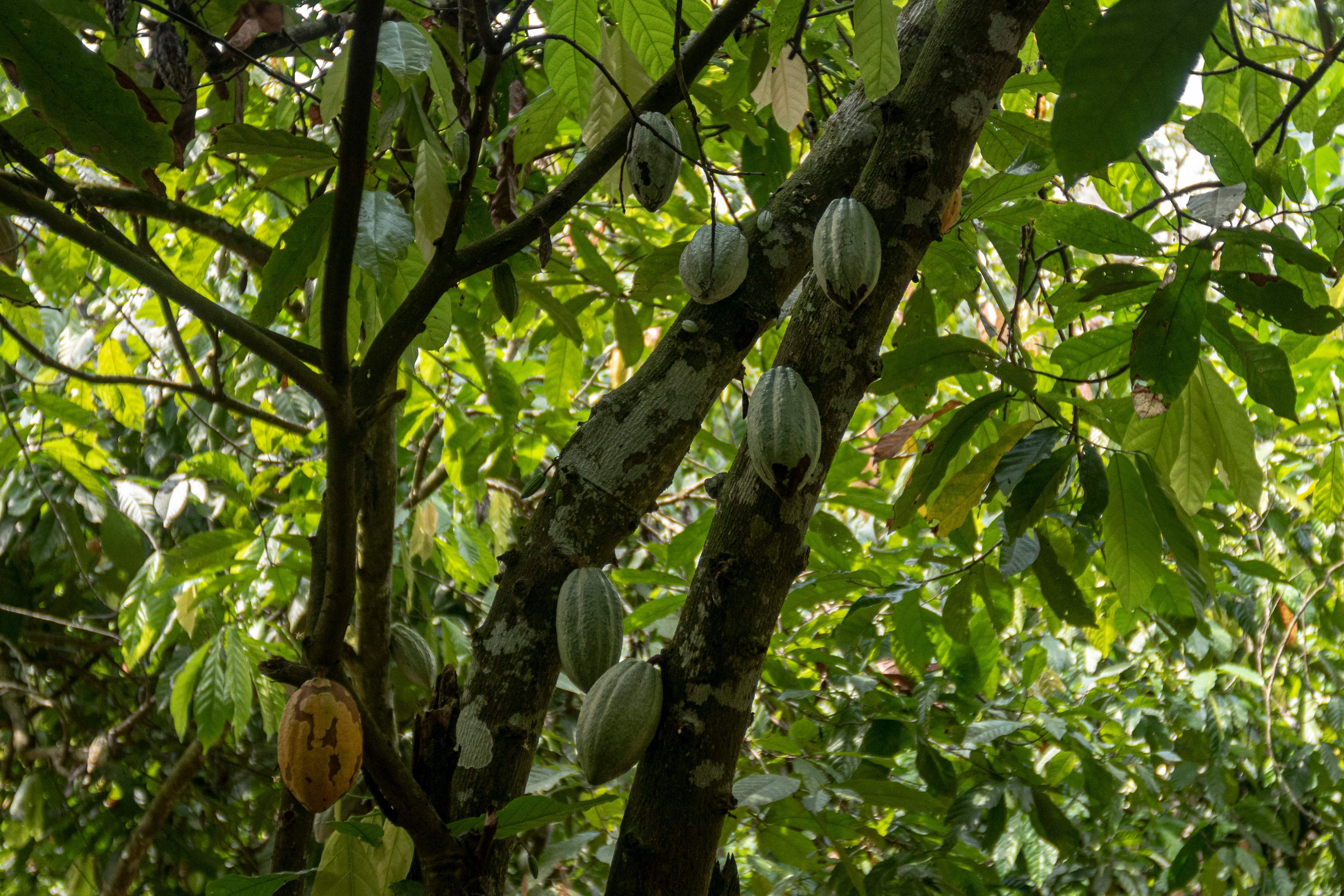 这是12月19日在加纳东部地区的农场拍摄的树上的可可豆荚