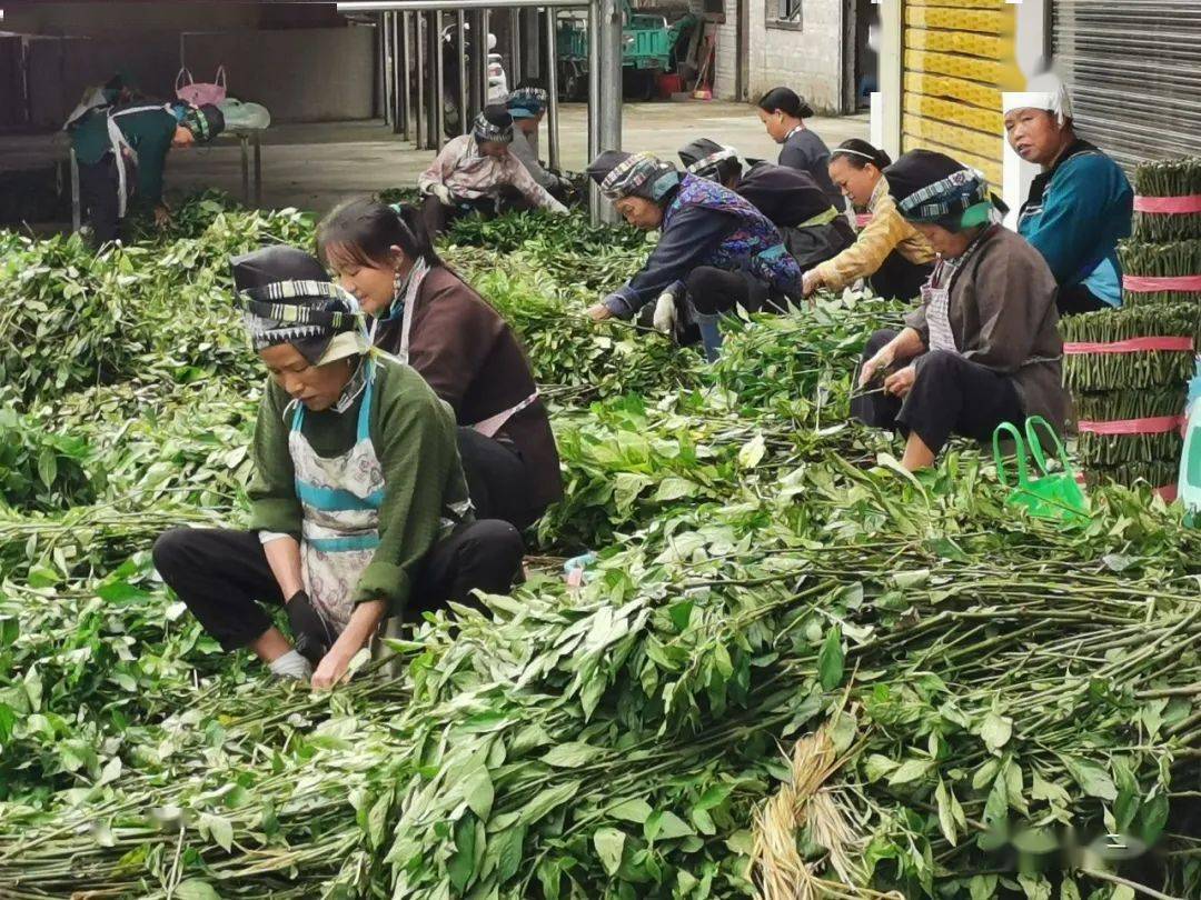 群众给南板蓝根幼苗剪枝一花独放不是春,万紫千红春满园.
