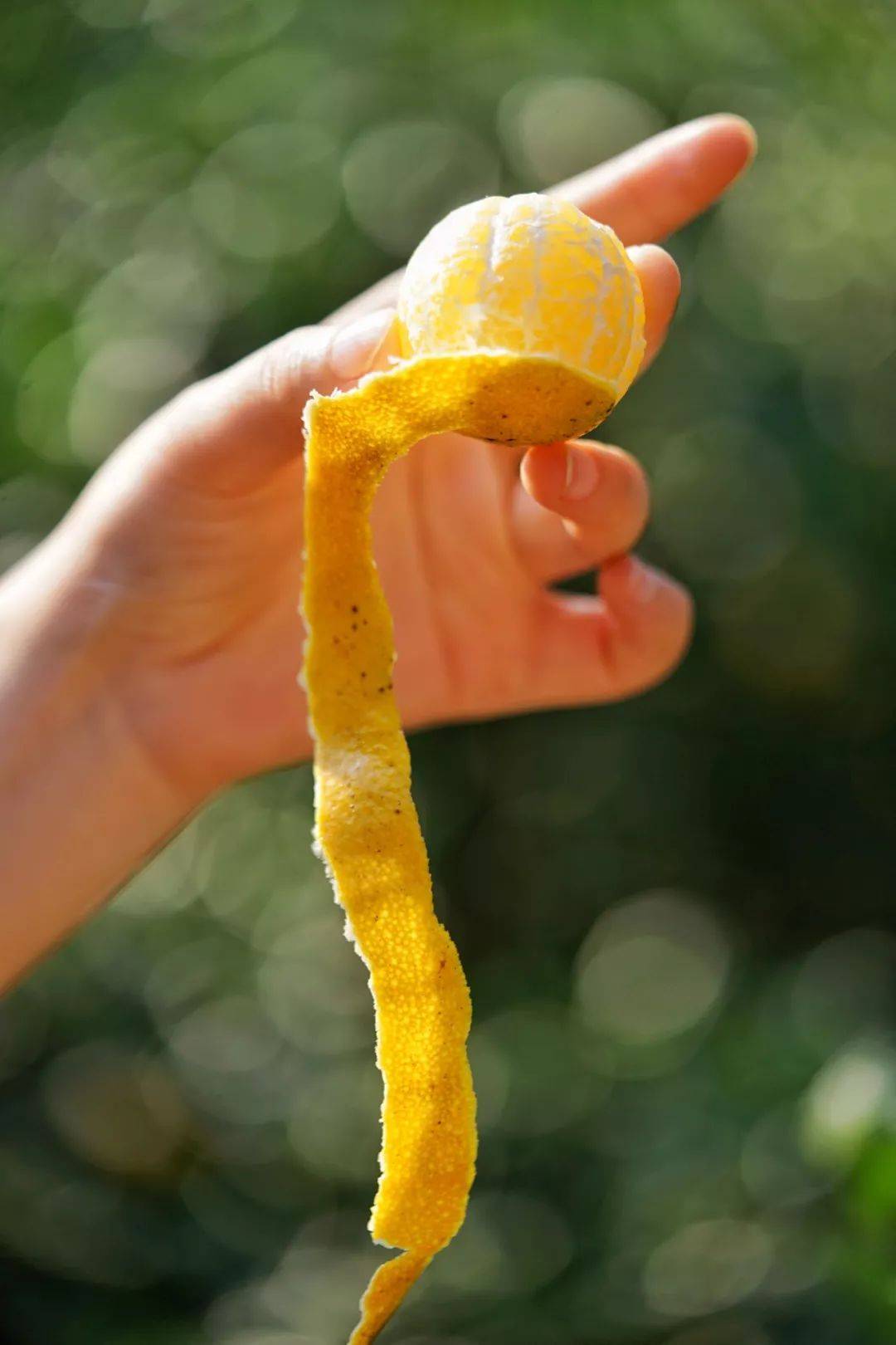 广东人窝在被子里吃的神仙水果每一粒果肉都如泉水清甜