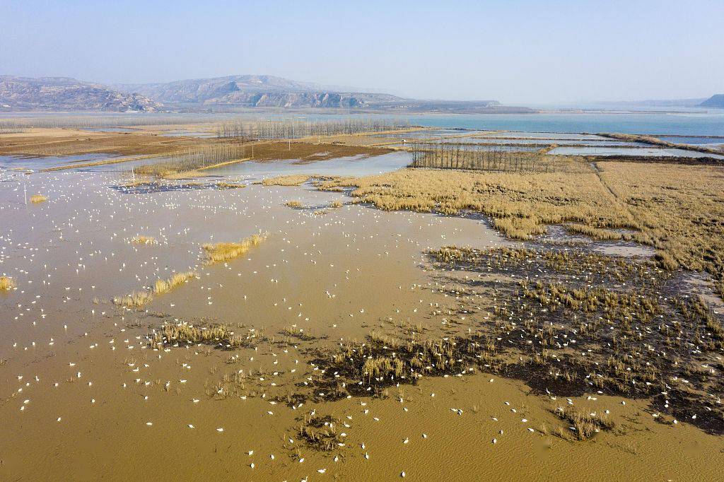 初冬时节,灵宝市后地黄河滩涂湿地上万只白天鹅在此越冬栖息.