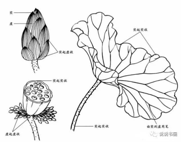 工笔画荷花的各种画法一饱眼福绝对的干货