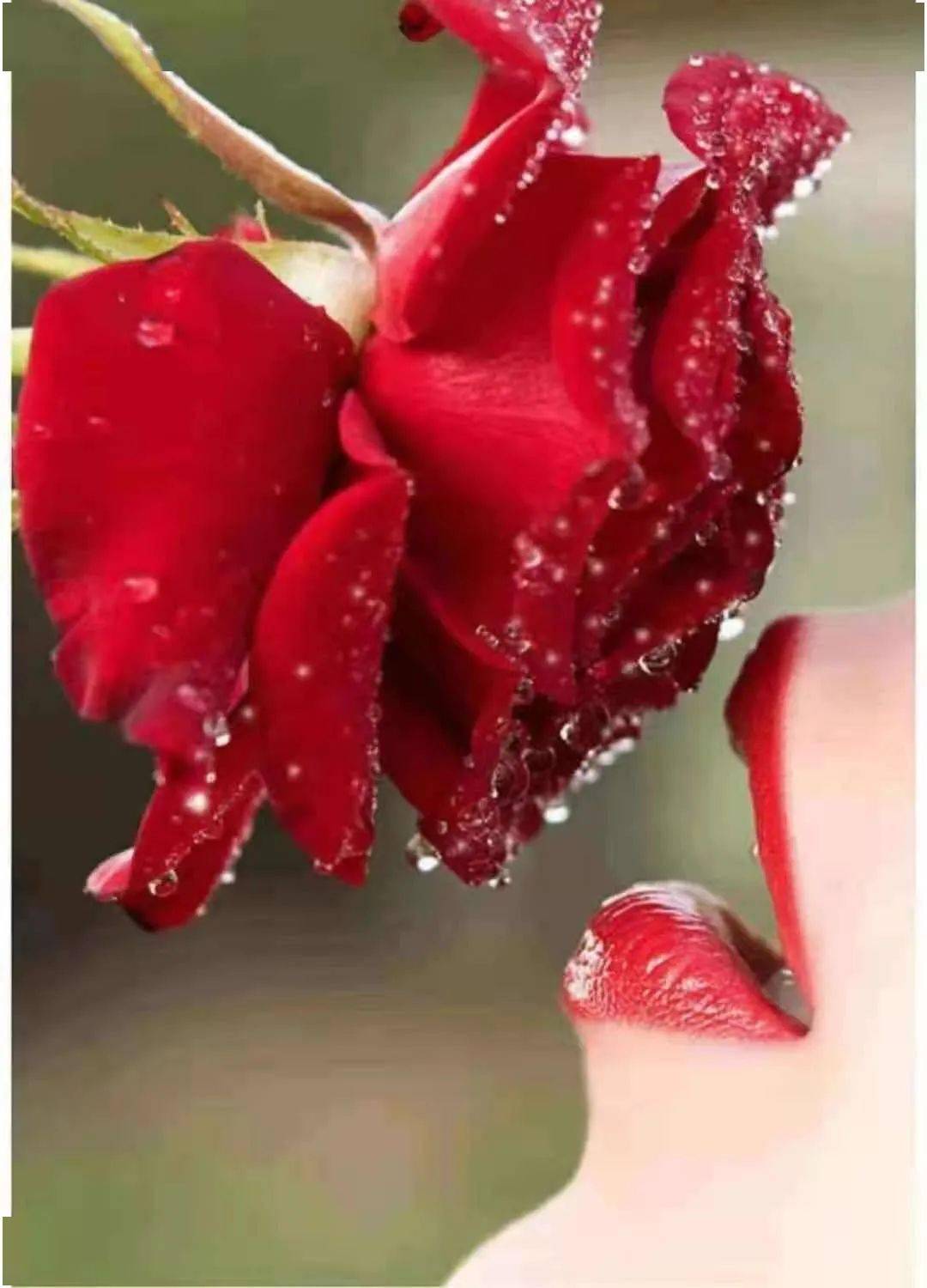 【云天社@浙江分社】七绝·花吻(外一首) 作者/百灵鸟